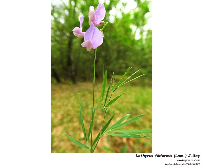 Lathyrus filiformis (Lam.) J.Gay #73094