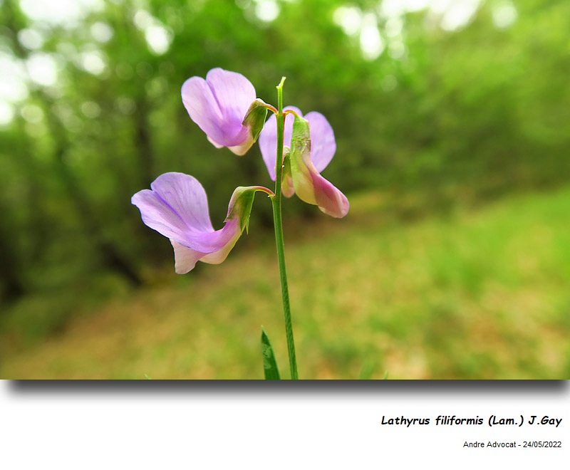Lathyrus filiformis (Lam.) J.Gay #73096