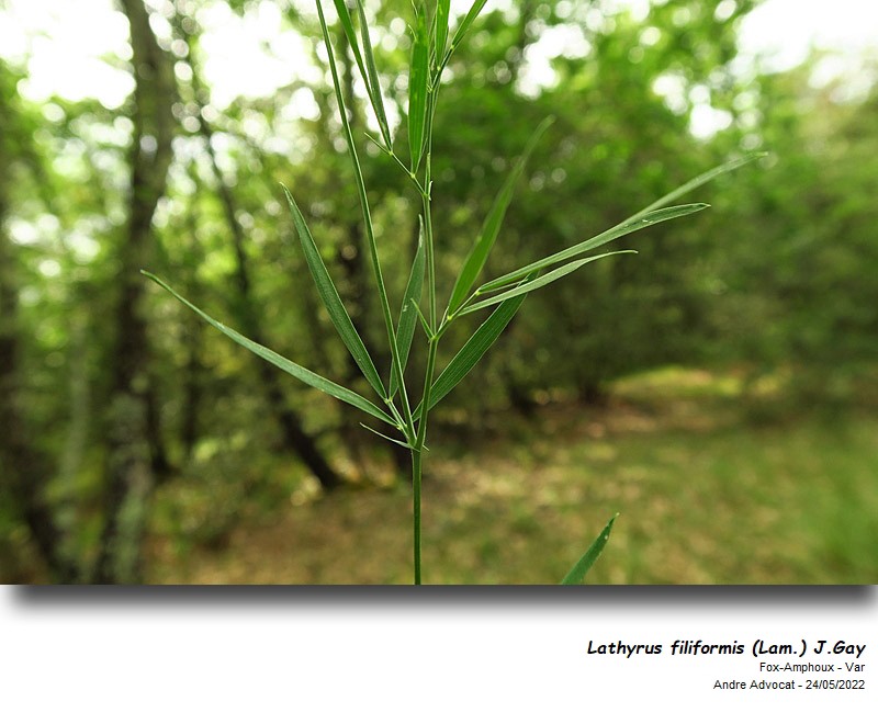 Lathyrus filiformis (Lam.) J.Gay #73095