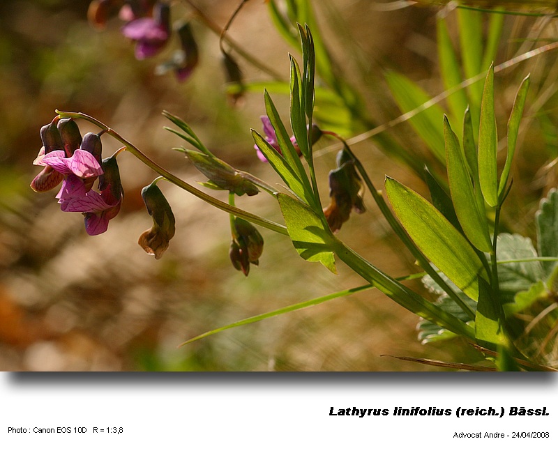 Lathyrus linifolius (Reich.) Bässl. (Gesse des montagnes) #3443
