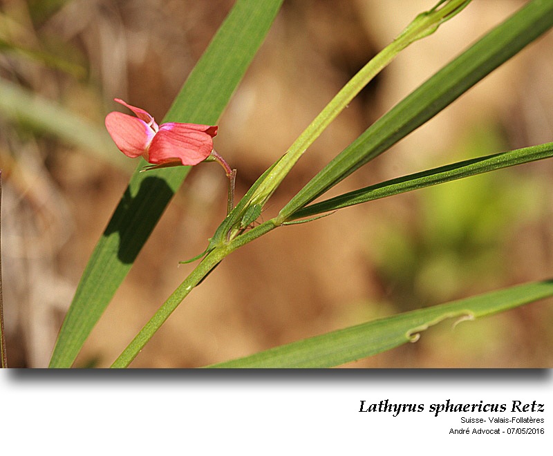 Lathyrus sphaericus Retz #45059