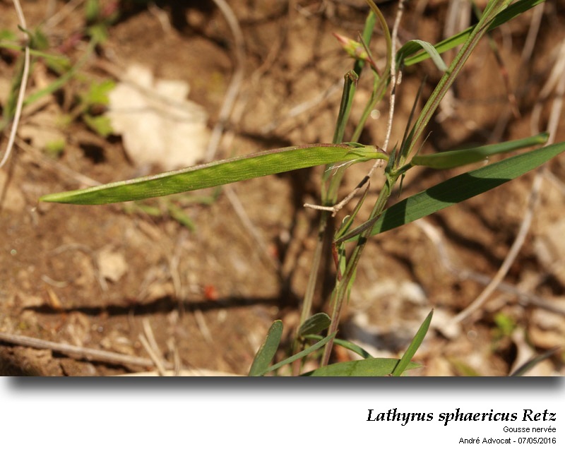 Lathyrus sphaericus Retz #45062