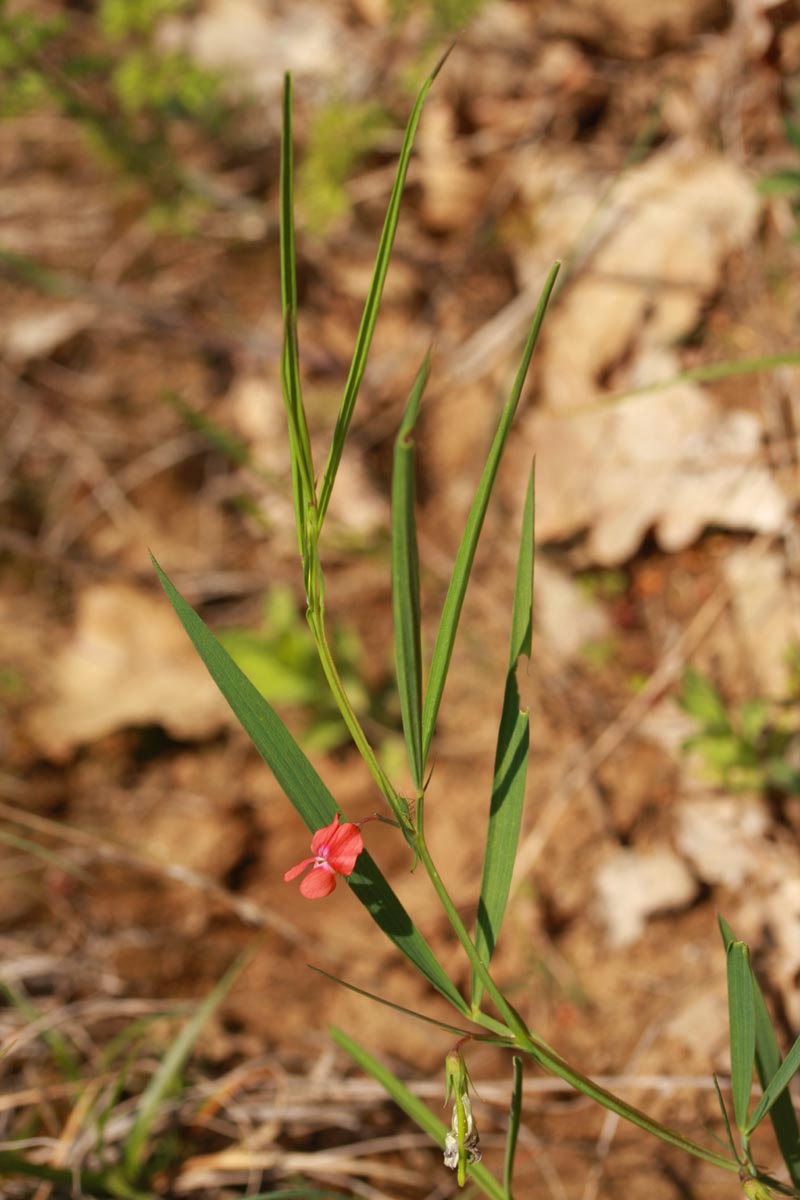 Lathyrus sphaericus Retz #45058