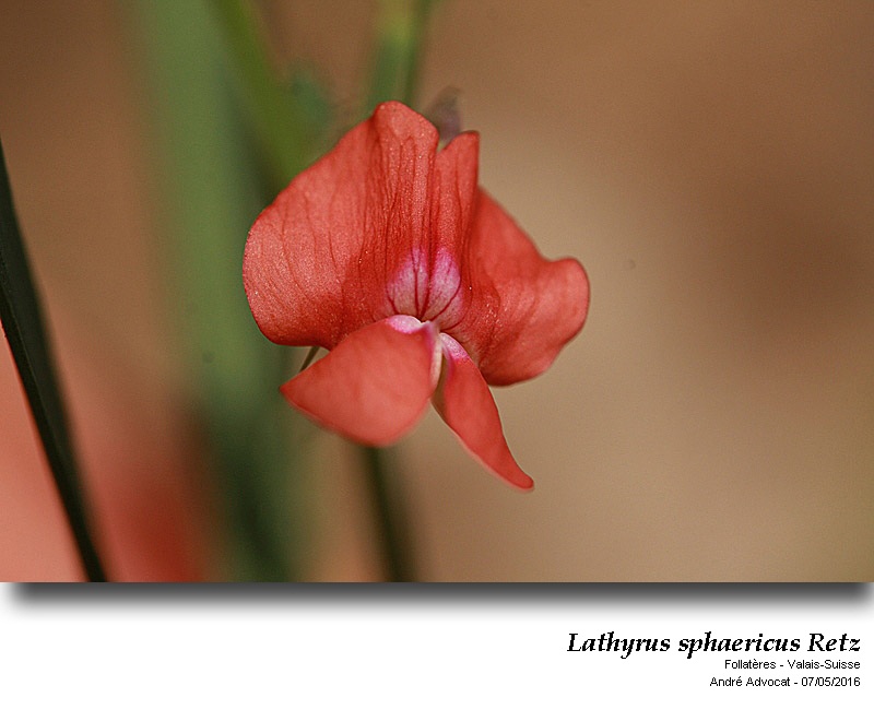 Lathyrus sphaericus Retz #45060