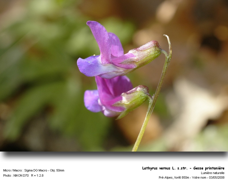 Lathyrus vernus (L.) Bernh. sens.str. - Gesse printanière #3832