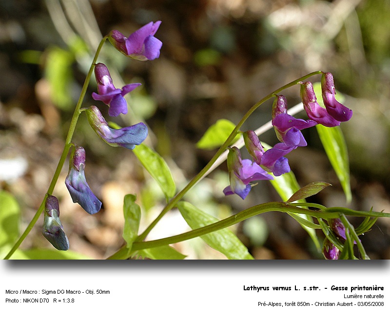 Lathyrus vernus (L.) Bernh. sens.str. - Gesse printanière #3831