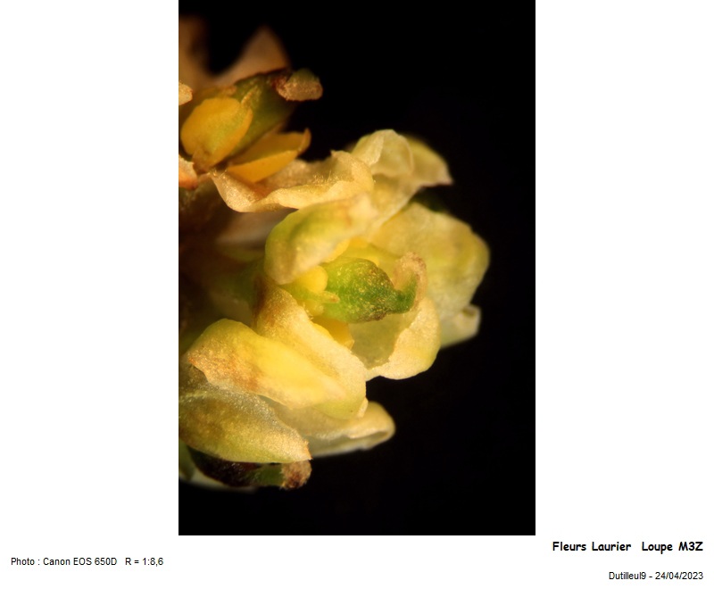 LAURUS nobilis - Laurier #74426