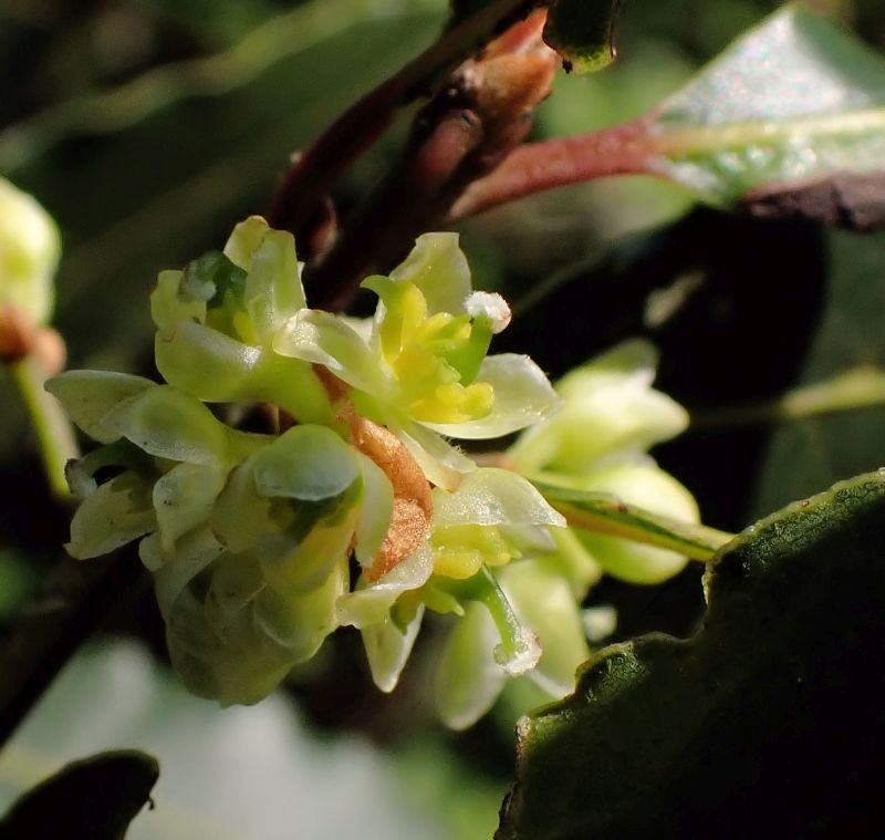 LAURUS nobilis - Laurier #74427
