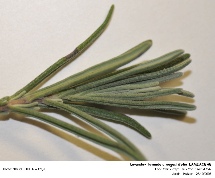 Lavandula L., la lavande, CT de feuille, poils protecteurs #6771