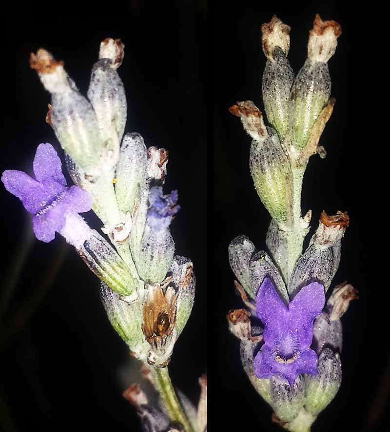 Lavandula latifolia #51333