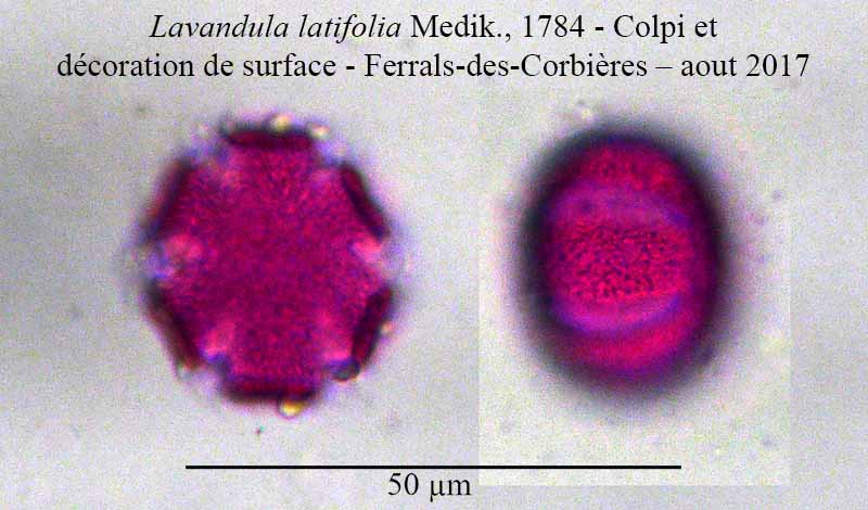 Lavandula latifolia #51336