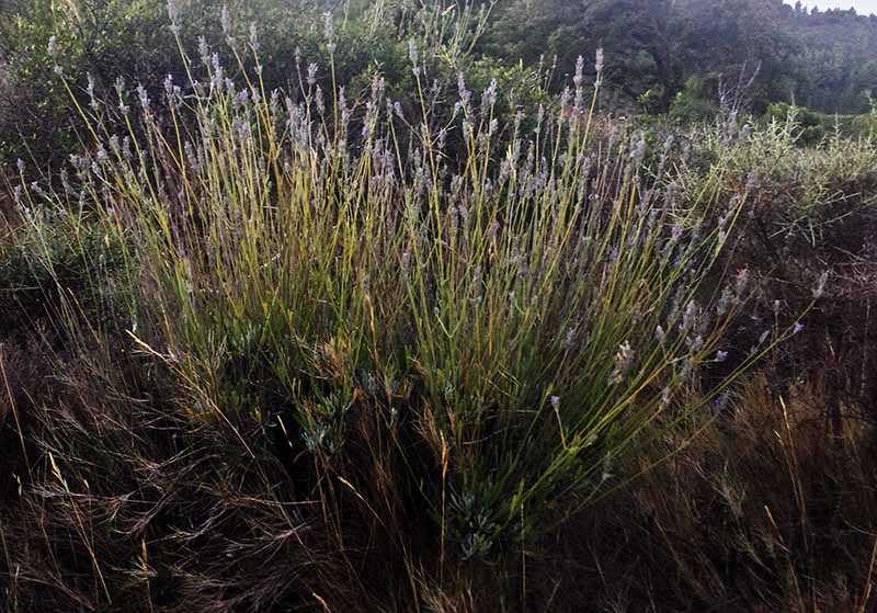 Lavandula latifolia #51331