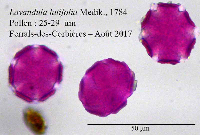 Lavandula latifolia #51335