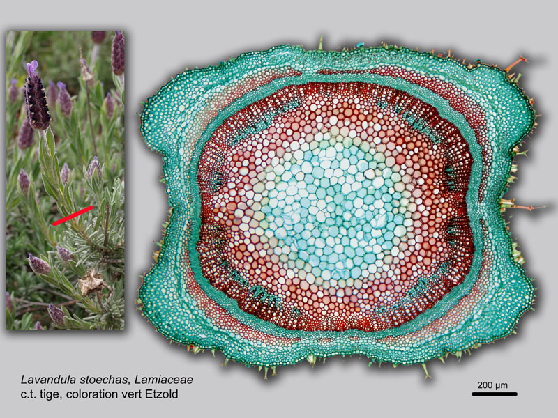 Lavandula stoechas, histologie, histology. #22163