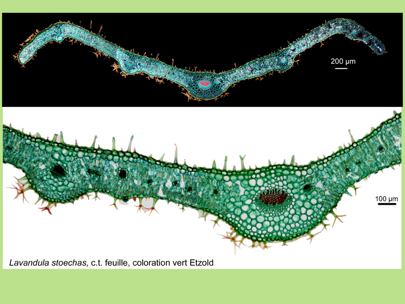 Lavandula stoechas, histologie, histology. #22162