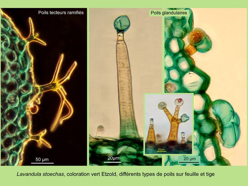 Lavandula stoechas, histologie, histology. #22165