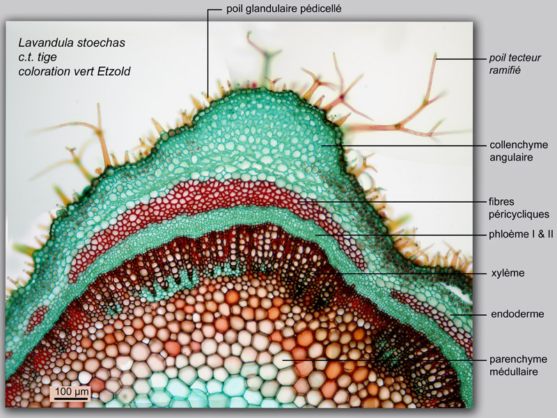 Lavandula stoechas, histologie, histology. #22164