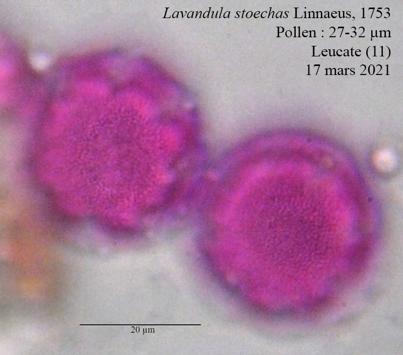 Lavandula stoechas #66323