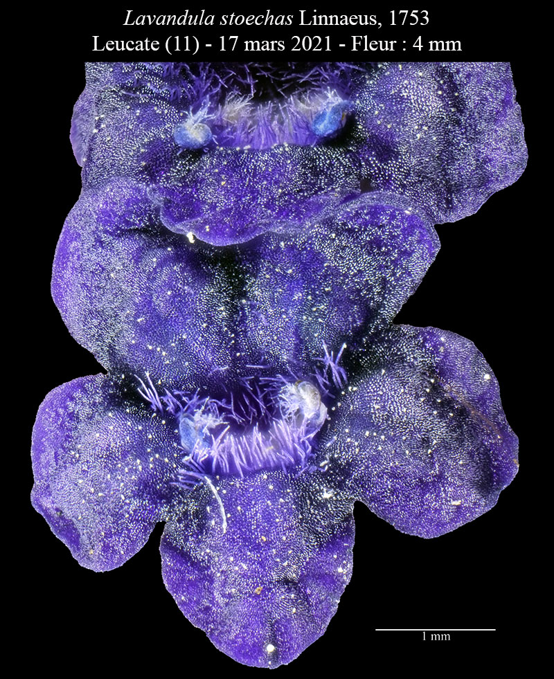 Lavandula stoechas #66320