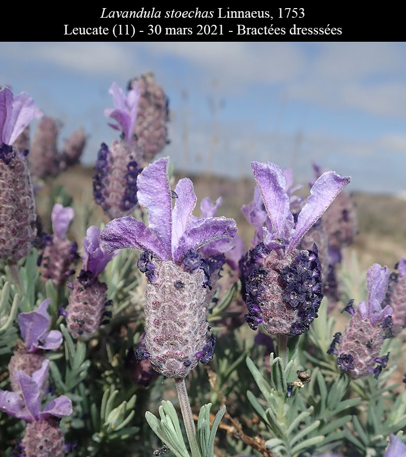 Lavandula stoechas #66318