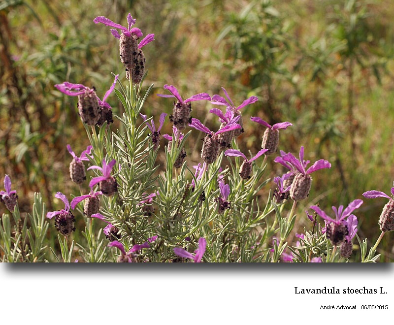 Lavandula stoechas L. #41450