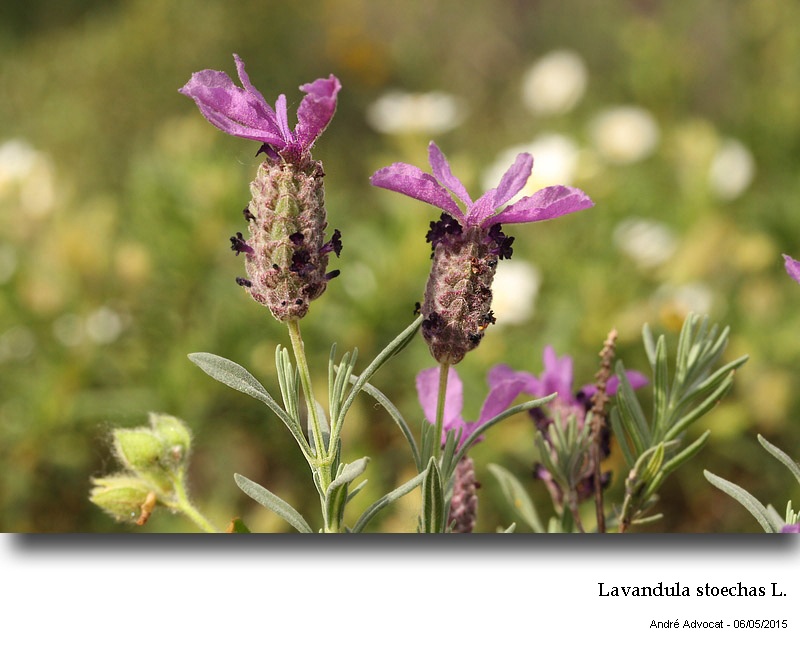 Lavandula stoechas L. #41451