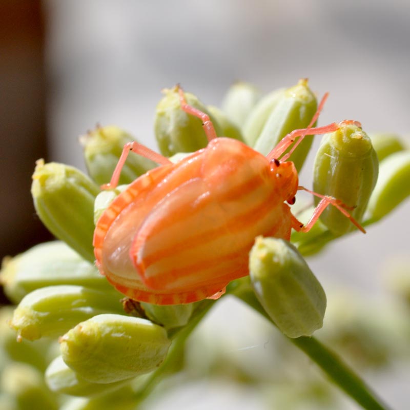 Le fabuleux destin du Graphosome italien. #33394