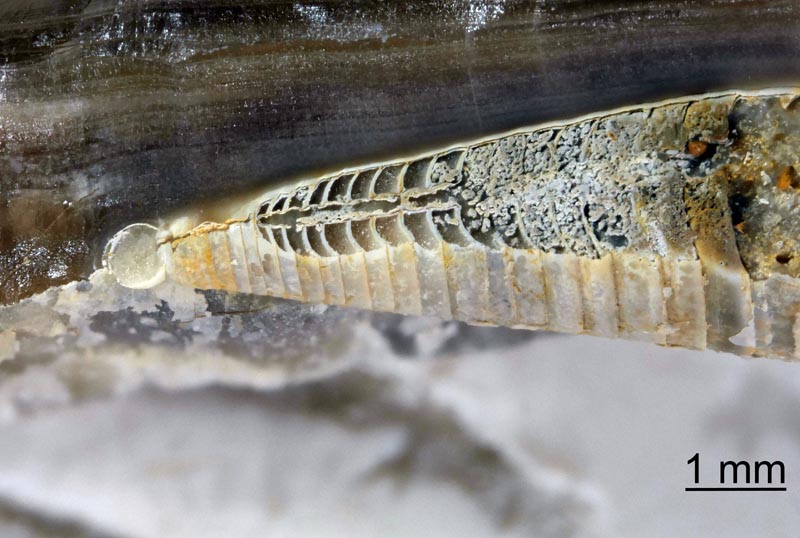 Le phragmocône d une bélemnite #62001