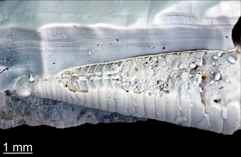 Le phragmocône d une bélemnite #62002