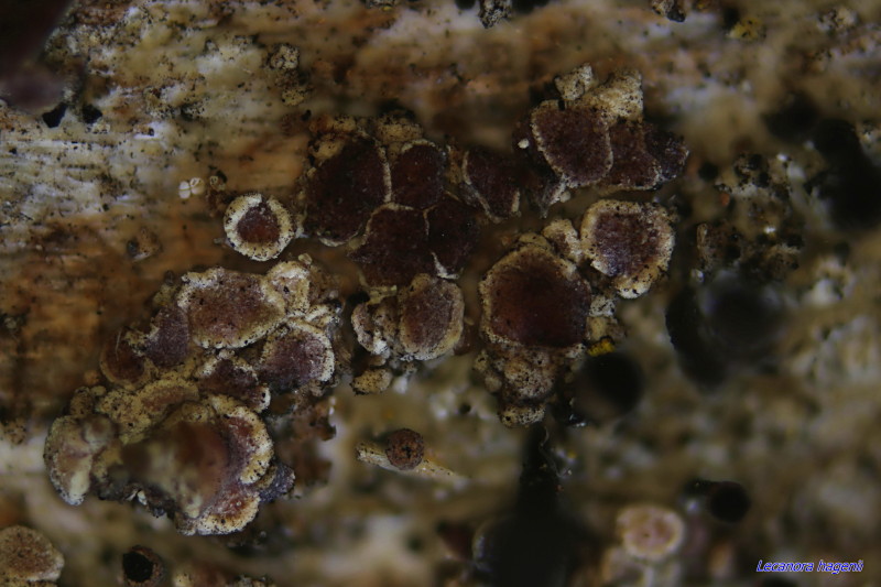 Lecanora hagenii Apothecies #43579