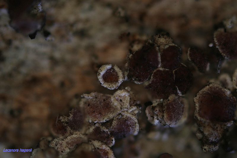 Lecanora hagenii Apothecies #43580