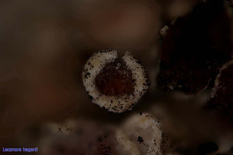 Lecanora hagenii Apothecies #43581
