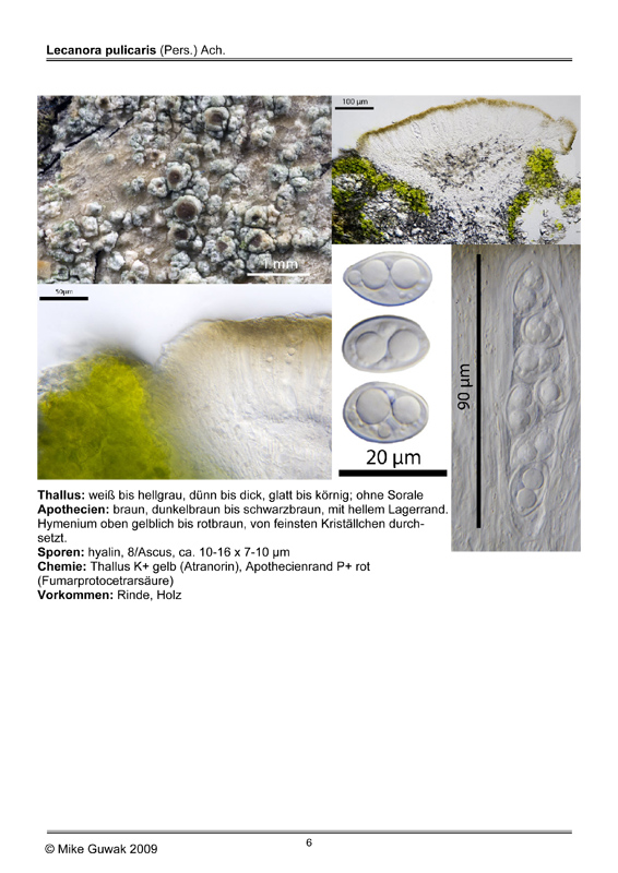 Lecanora pulicaris (Pers.) Ach. #9912