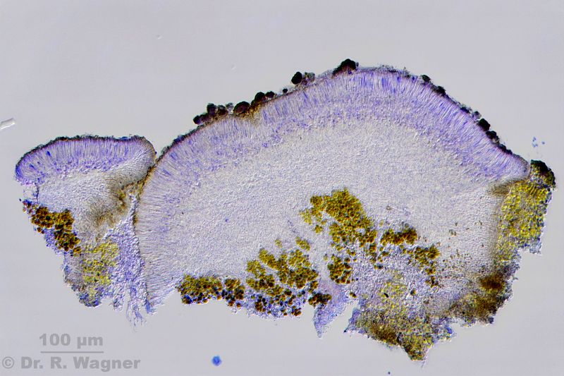 Lecanora stenotropa #33134