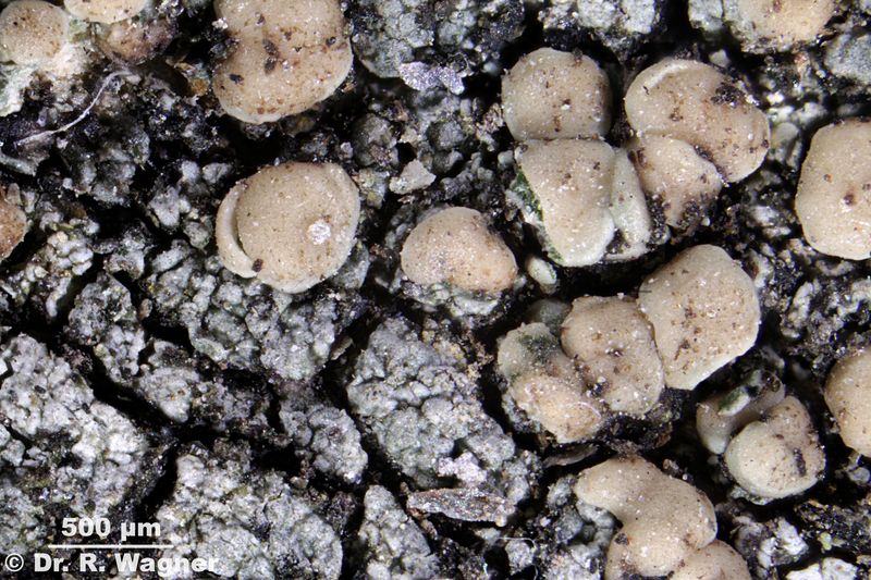 Lecanora stenotropa #33133