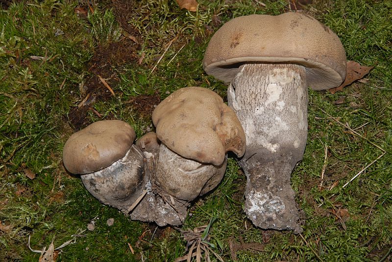 Leccinum duriusculum = Krombholziella duriuscula #406