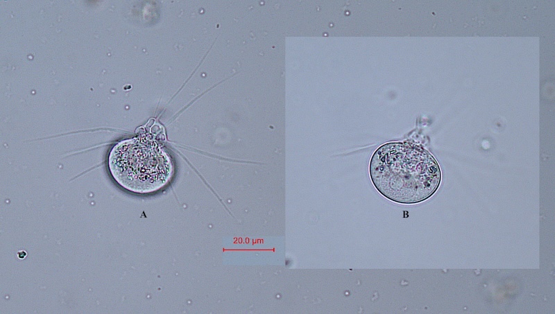 Lecythium hyalinum #84315