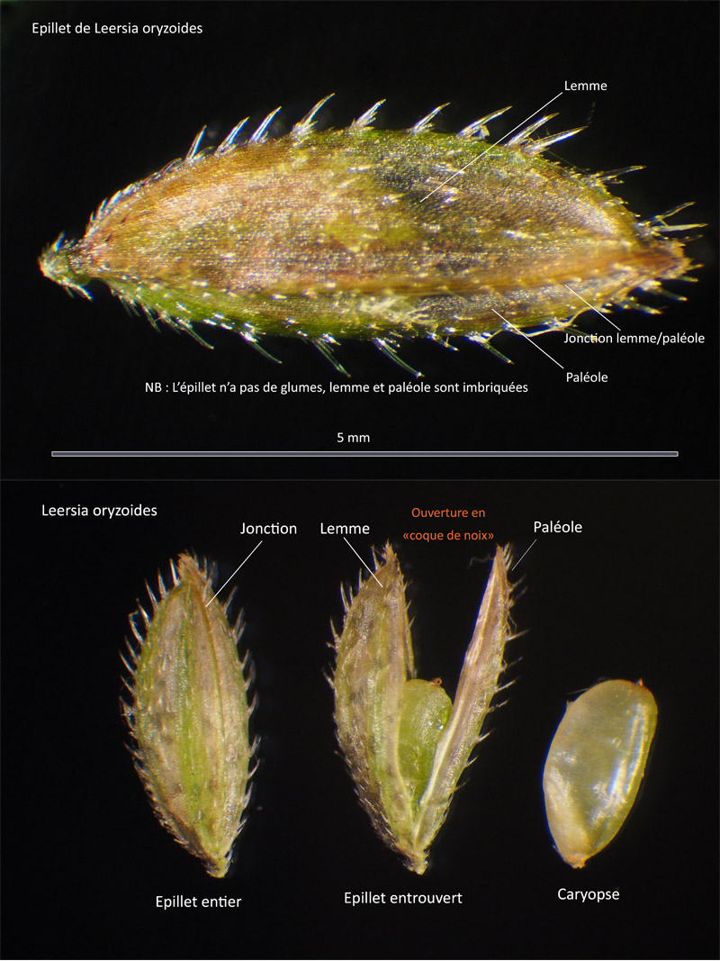 Leersia oryzoides (L.) #64342