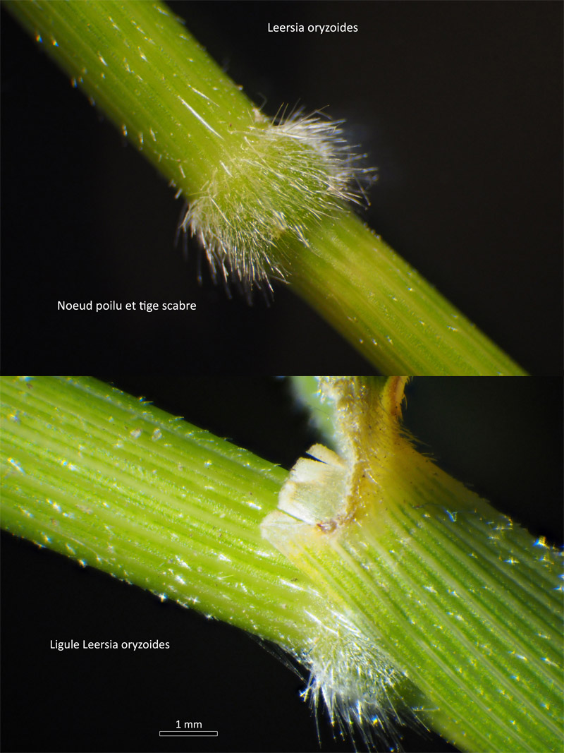 Leersia oryzoides (L.) #64343