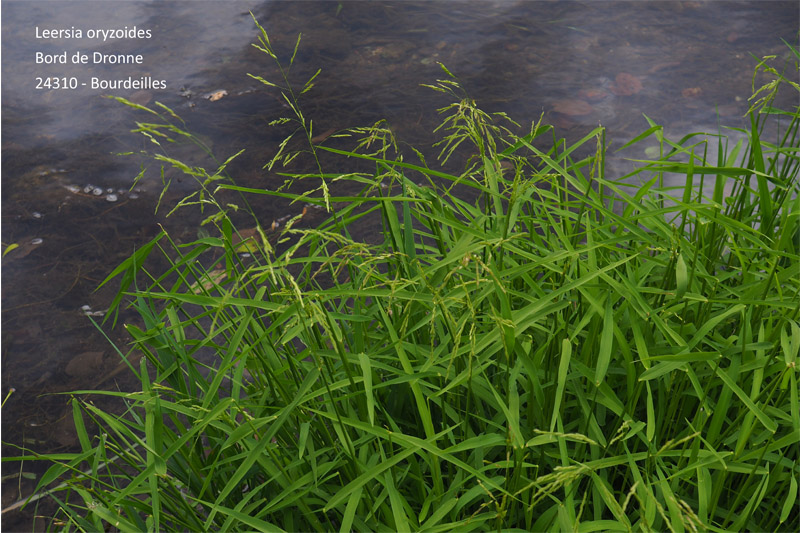 Leersia oryzoides (L.) #64339