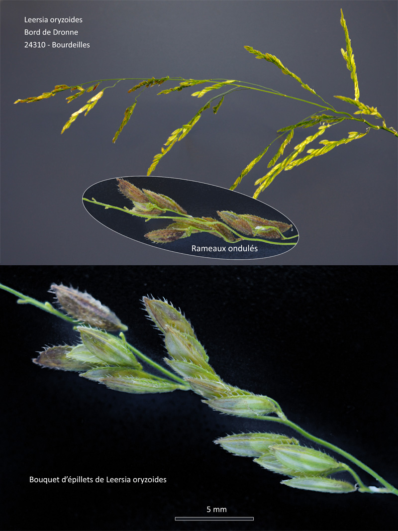 Leersia oryzoides (L.) #64340