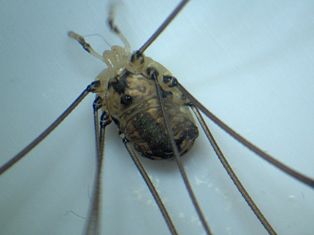 Leiobunum rotundum femelle - Phalangiinae - Opilion #4834