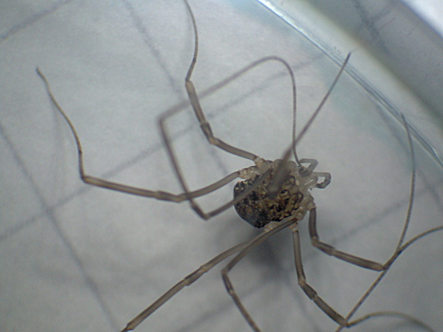 Leiobunum sp. juvénil probable - Opilion #7675