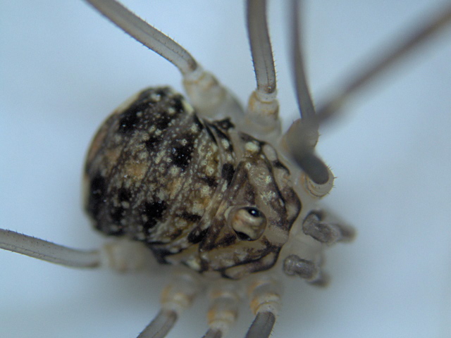 Leiobunum sp. juvénil probable - Opilion #7677