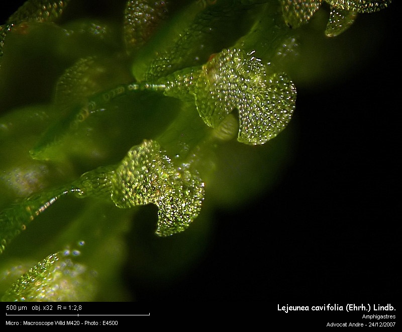 Lejeunea cavifolia (Ehrh.) Lindb. #1537
