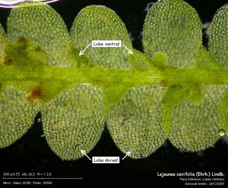 Lejeunea cavifolia (Ehrh.) Lindb. #1552