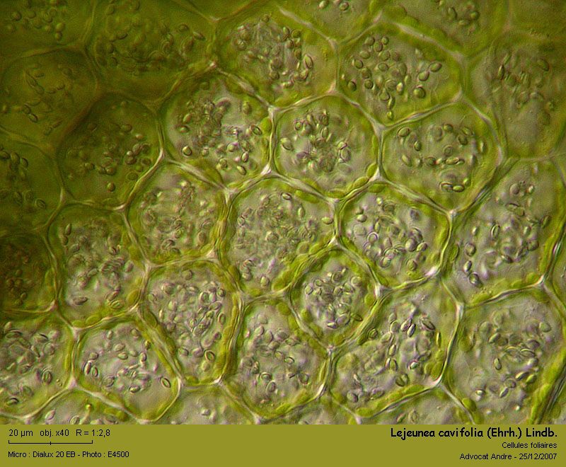 Lejeunea cavifolia (Ehrh.) Lindb. #1553