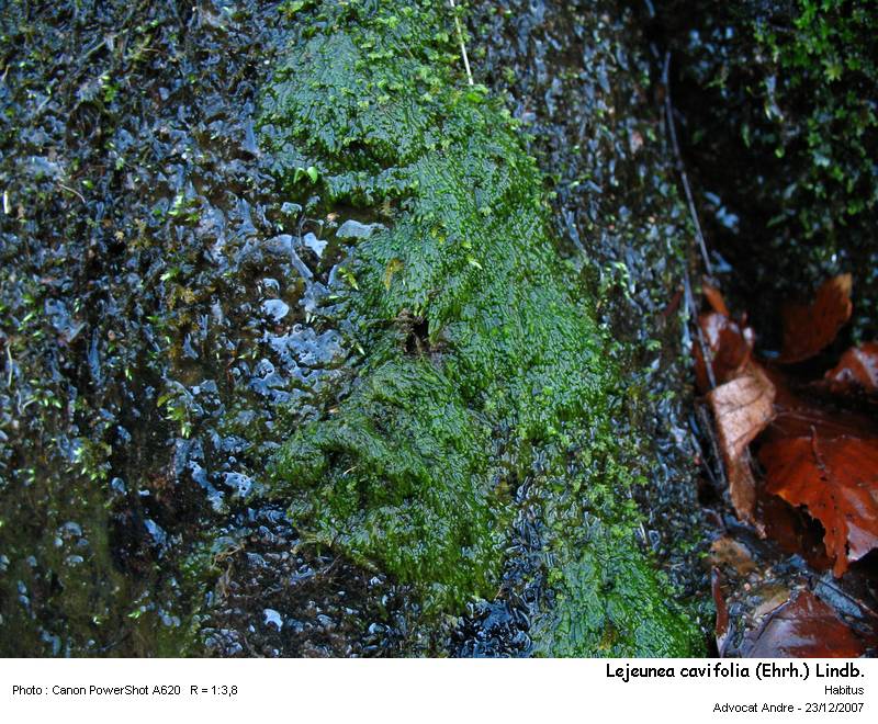 Lejeunea cavifolia (Ehrh.) Lindb. #1532