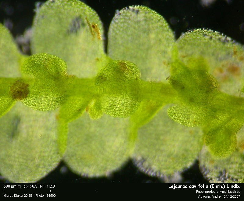 Lejeunea cavifolia (Ehrh.) Lindb. #1536