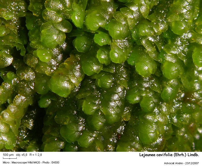 Lejeunea cavifolia (Ehrh.) Lindb. #1534